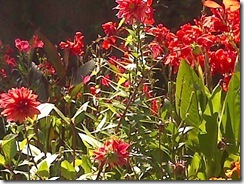 Hamilton Gardens 013